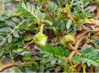 Is long-term use of Tribulus terrestris extract addictive?