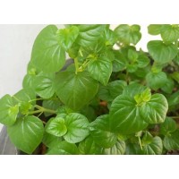 Centella Asiatica Extract for Sensitive Skin