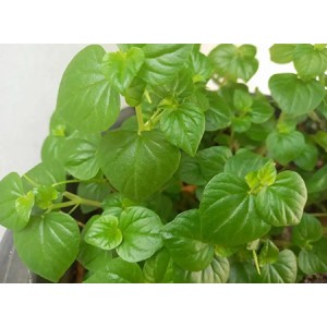 Centella Asiatica Extract for Sensitive Skin