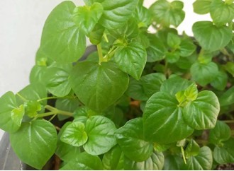 Understanding the Suitability of Centella Asiatica Extract for Sensitive Skin Types