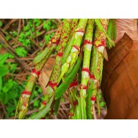 Polygonum Cuspidatum Extract Resveratrol