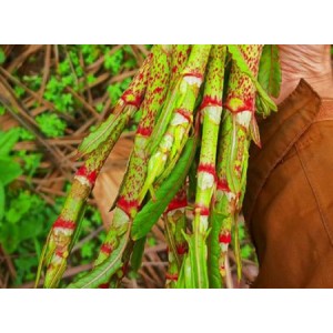 Polygonum Cuspidatum Extract Resveratrol
