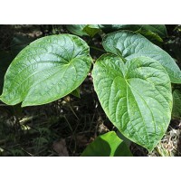 Kava Extract and Ashwagandha Extract