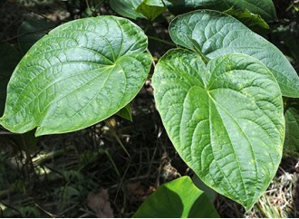 Kava Extract and Ashwagandha Extract: Which one is better for reducing anxiety?