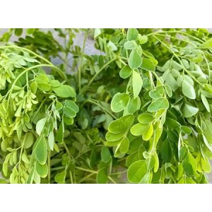 Organic Moringa Leaf Powder