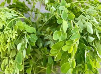 Market Development Prospects of Moringa Leaf Powder