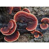 Reishi Mushroom Extract Powder