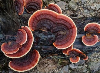Why Reishi Mushroom Extract is a Leading Choice for Boosting Immunity?