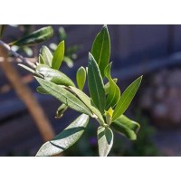 Olive Leaf Extract for Menopausal Symptoms