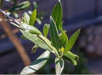 Olive Leaf Extract: A Potential Aid for Menopausal Symptoms