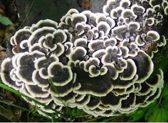 Why is turkey tail mushroom extract known as one of the best Chinese patent medicines for liver protection?