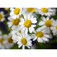 Chamomile Extract Apigenin