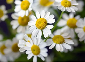 Chamomile extract is significantly effective in these aspects