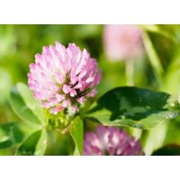 Red clover extract
