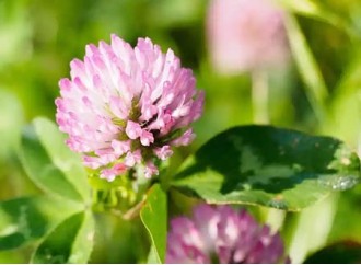 The Effectiveness of Red Clover Extract in Preventing Hair Loss