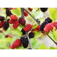 Mulberry Fruit Powder
