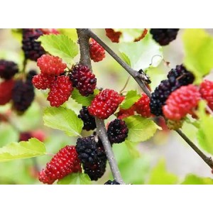 Mulberry Fruit Powder