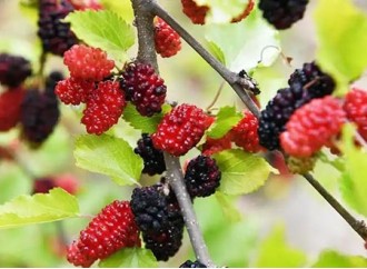 What are the application areas of mulberry fruit powder?