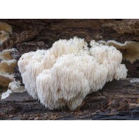 Lion's Mane Mushroom Powder