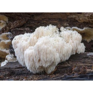 Lion's Mane Mushroom Powder