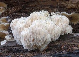 How to Choose High-Quality Lion's Mane Mushroom Powder?