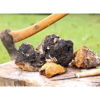 Chaga Mushroom Extract Powder
