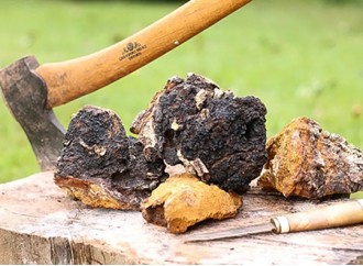 Exploring the Effectiveness of Chaga Mushroom Extract Powder in Lowering Blood Sugar