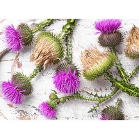 Milk Thistle Extract Silymarin