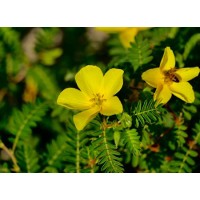 Tribulus Terrestris Extract Saponins