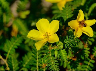 The Benefits of Tribulus Terrestris Extract on Libido and Blood Sugar