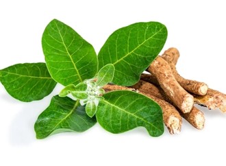 Which is better, Ashwagandha extract or Ginseng extract?