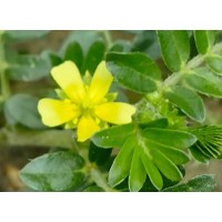 Tribulus Terrestris Extract Saponins
