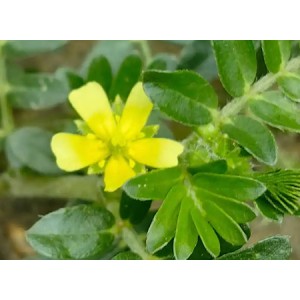 Tribulus Terrestris Extract Saponins