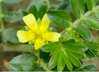 Can Tribulus Terrestris Extract Boost Testosterone for Weight Loss?