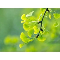 Ginkgo Biloba Extract on the Cardiovascular System