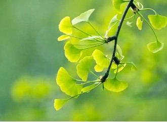 Positive Effects of Ginkgo Biloba Extract on the Cardiovascular System in the Middle-Aged and Elderly