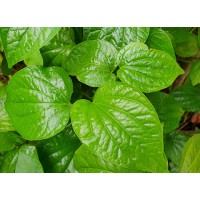 Kava Root Extract Kavalactones