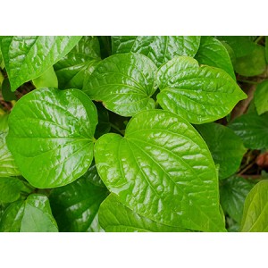 Kava Root Extract Kavalactones