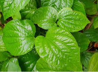 How Effective Is Kava Extract as a Natural Sleep Aid?