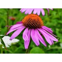 Echinacea Extract Cichoric Acid