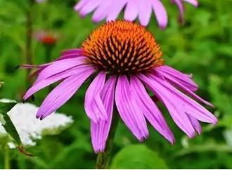 The Benefits of Echinacea Extract in Aquatic Animal Feed