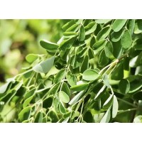 Organic Moringa Leaf Powder