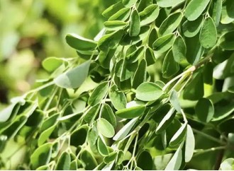 The Benefits of Combining Reishi Mushroom Powder and Moringa Leaf Powder
