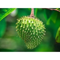 Graviola Soursop Leaf Extract