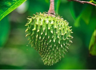 What are the main applications of graviola soursop leaf extract?