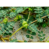 Tribulus Terrestris Extract Saponins