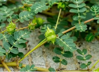 Enhancing Athletic Performance with Tribulus Terrestris Extract