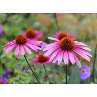 Echinacea Extract Cichoric Acid 