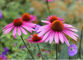 Why is Echinacea Extract called the best-selling medicinal plant?