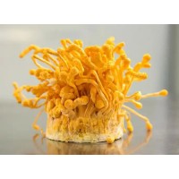 Cordyceps Militaris Extract Powder